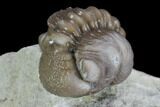 Enrolled Paciphacops & Kainops Trilobites - Oklahoma #95921-2